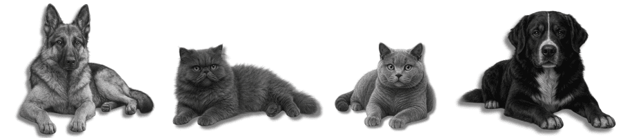 Собаки та коти Black Olympus